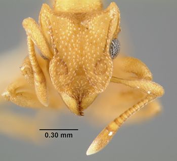 Media type: image;   Entomology 9225 Aspect: head frontal view